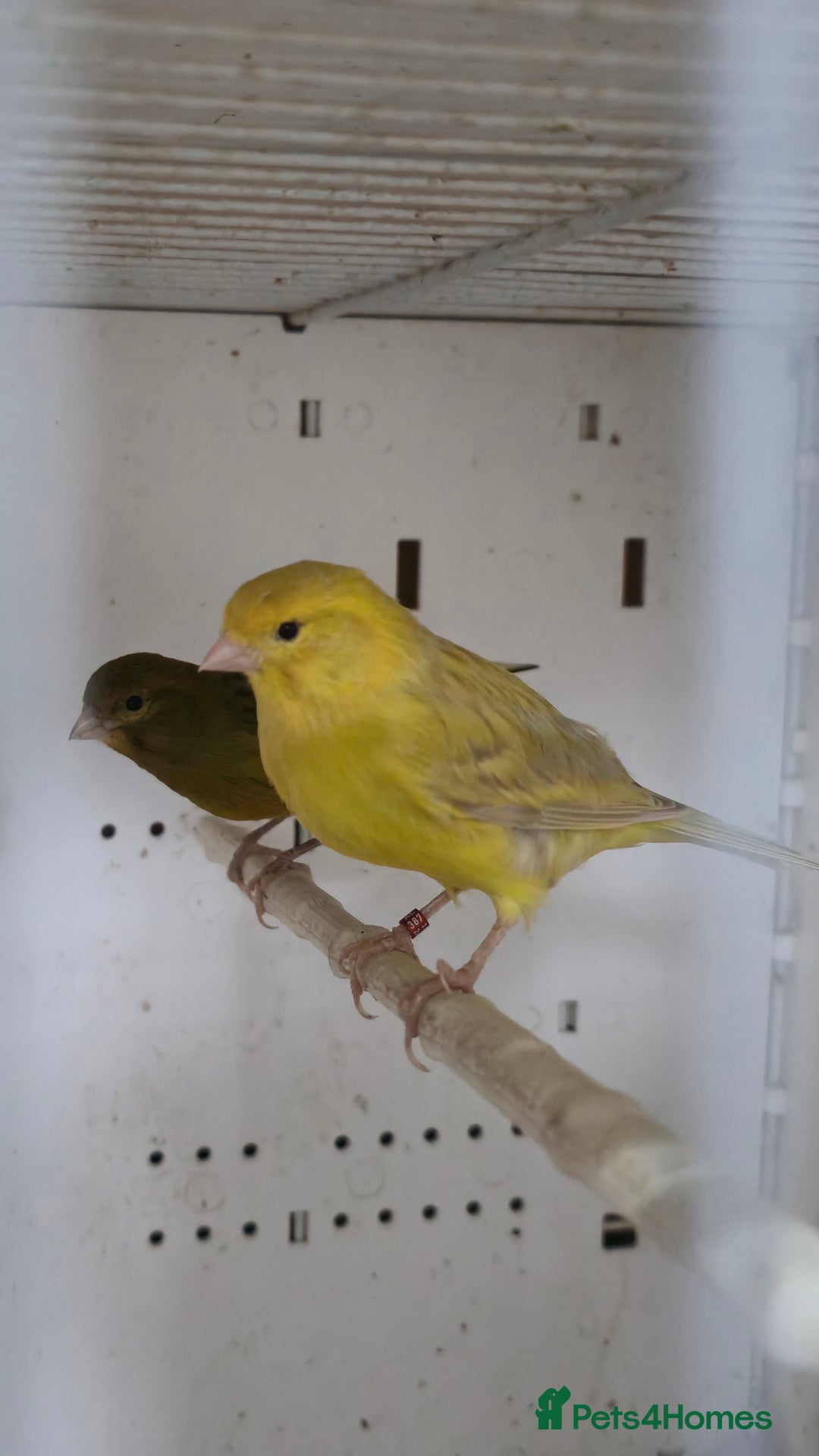 Canaries birds for sale: Canaries  - Image 5