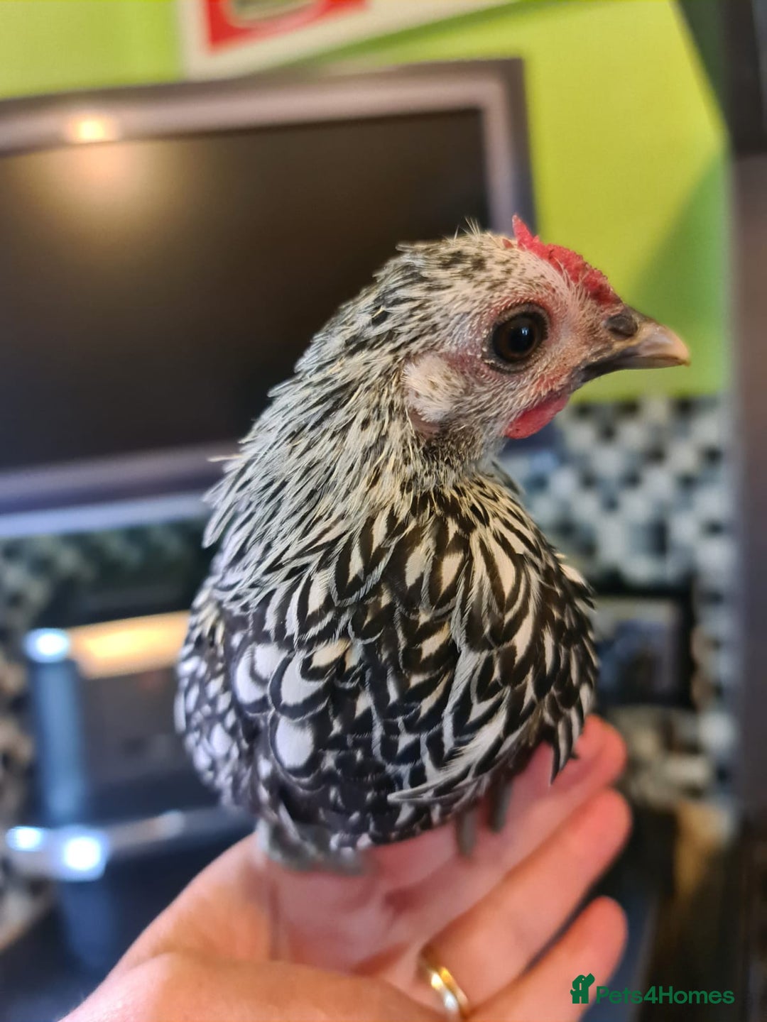 Chickens poultry for sale: Silver sebright bantam - Image 2