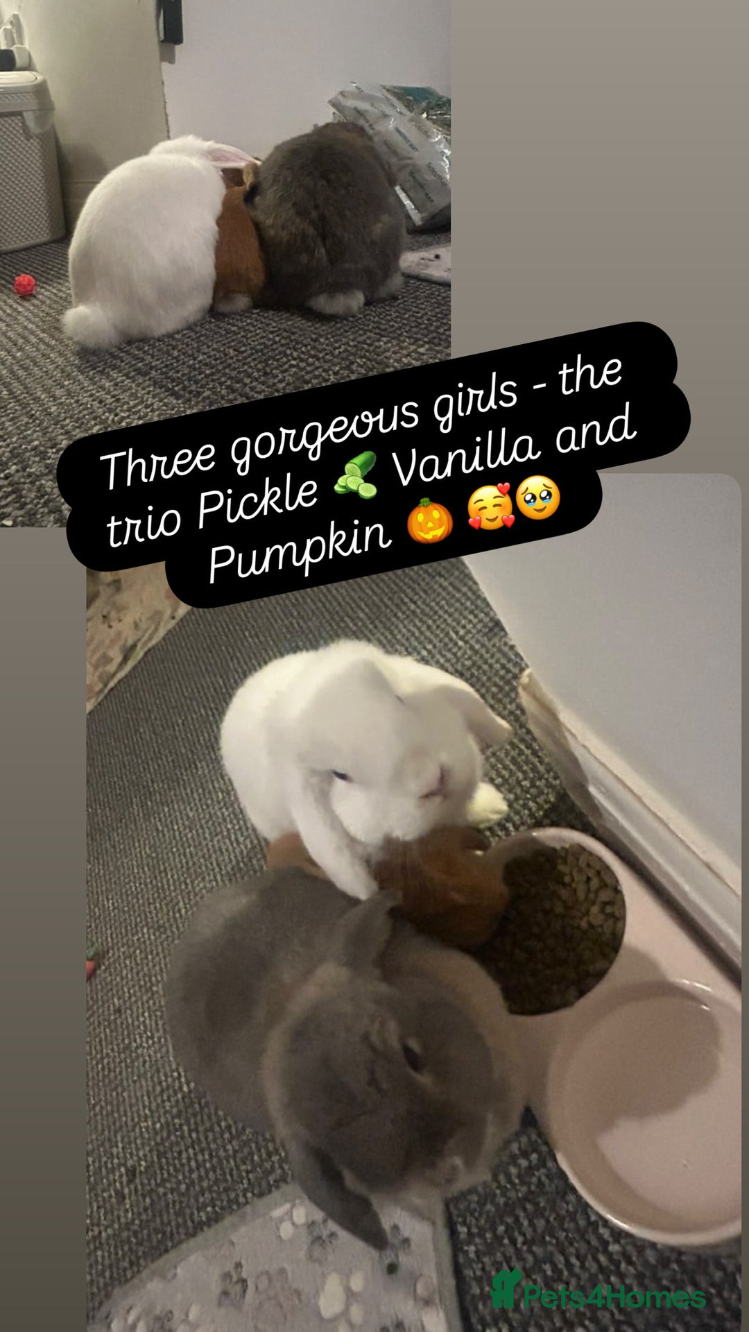 Mini Lop rabbits for sale: Gorgeous Mini Lops  - Advert 31