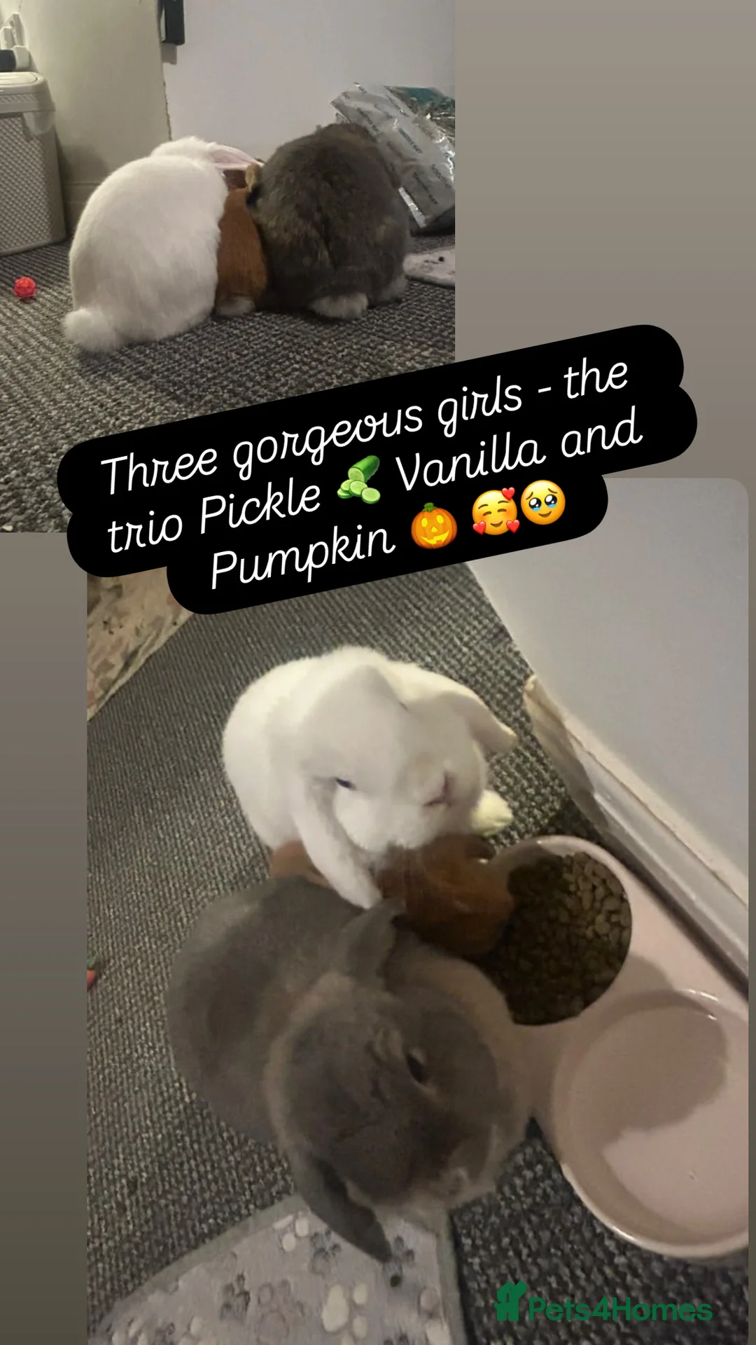 Mini Lop rabbits for sale: Gorgeous Mini Lops  - Advert 28