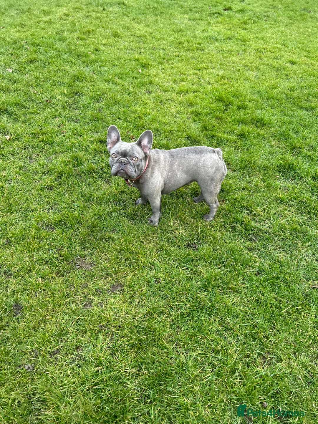 French Bulldog dogs for sale: 3 year old frenchbulldog - Advert 1