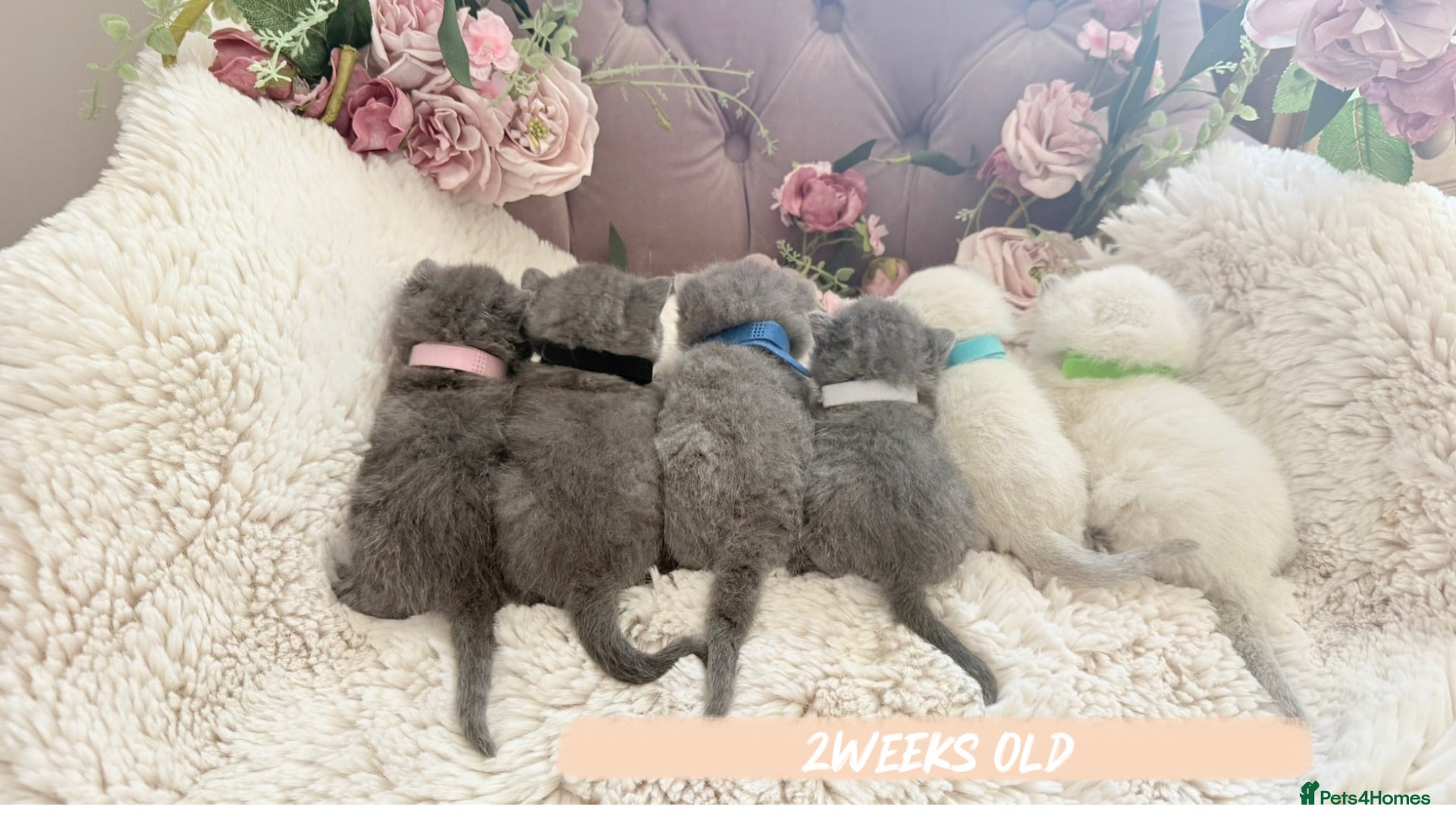 British Shorthair cats GCCF Pedigree British shorthair kittens  - Advert 4