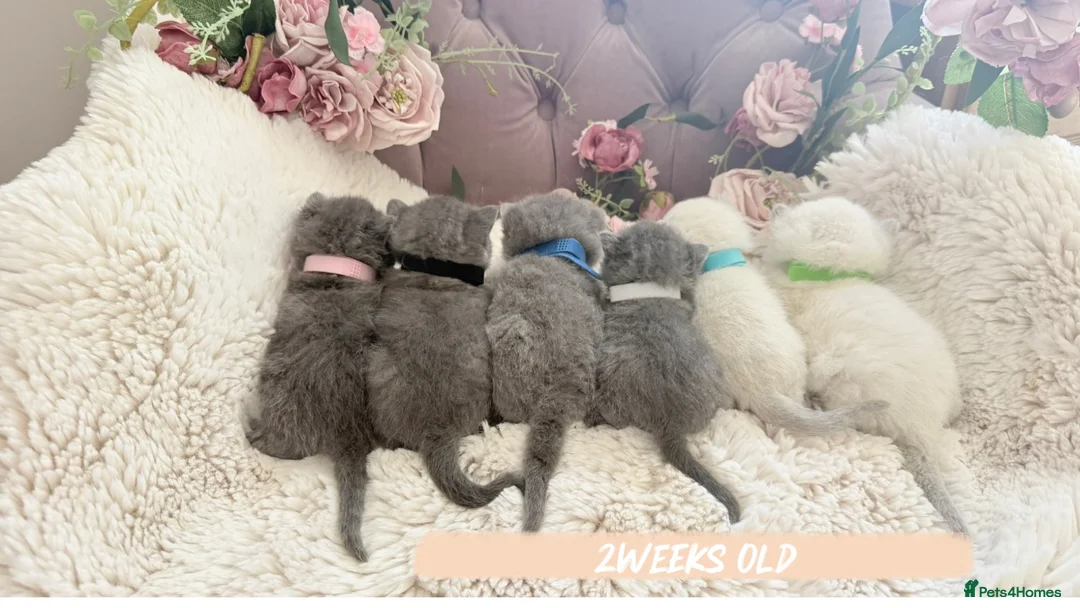 British Shorthair cats for sale: GCCF Pedigree British shorthair kittens  - Advert 1
