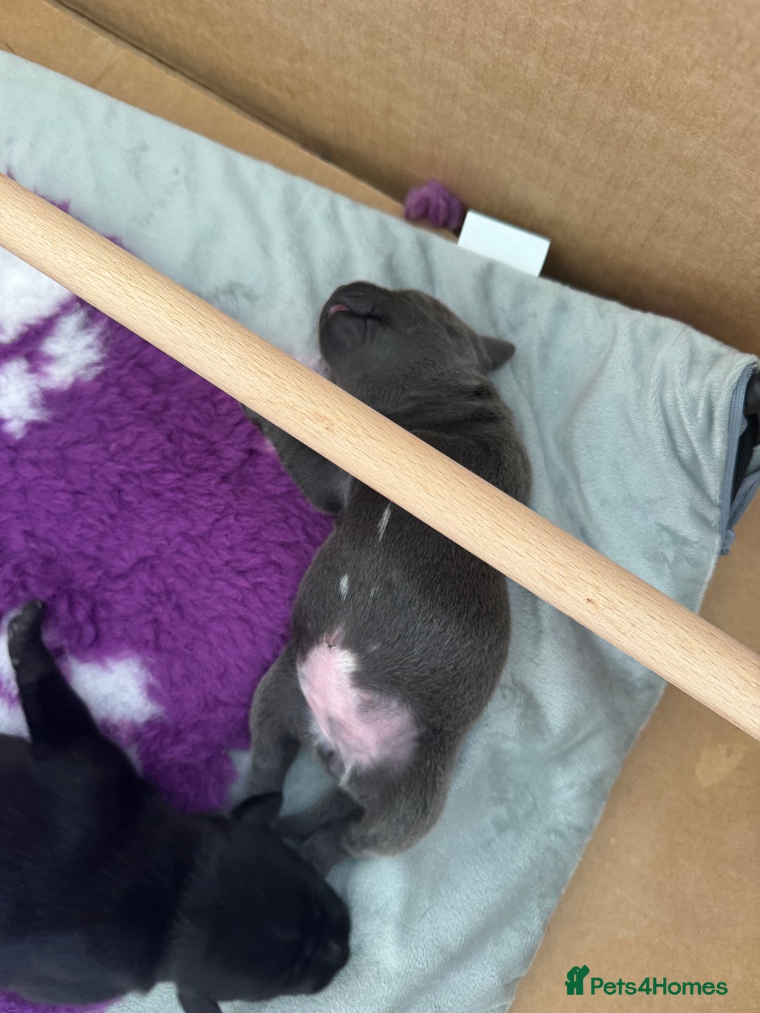 Staffordshire Bull Terrier dogs for sale: Valglo champion cross Bronson line blue/black pups - Image 6