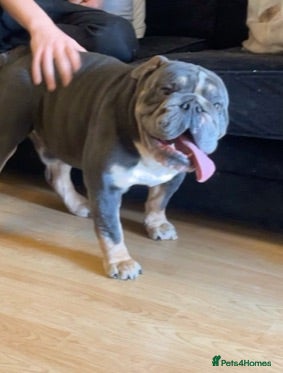 English Bulldog dogs Male Blue British Bulldog - Advert 3