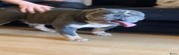 English Bulldog dogs for sale: Male Blue British Bulldog in Kettering - Advert 1