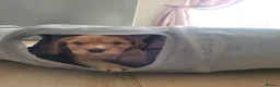 Cocker Spaniel dogs for sale: ​Gorgeous Cocker Spaniel Puppies Sna health tested - Advert 4