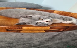 British Shorthair cats for sale: 4 PEDIGREE kittens READY TO GO! 2 LEFT - Image 35