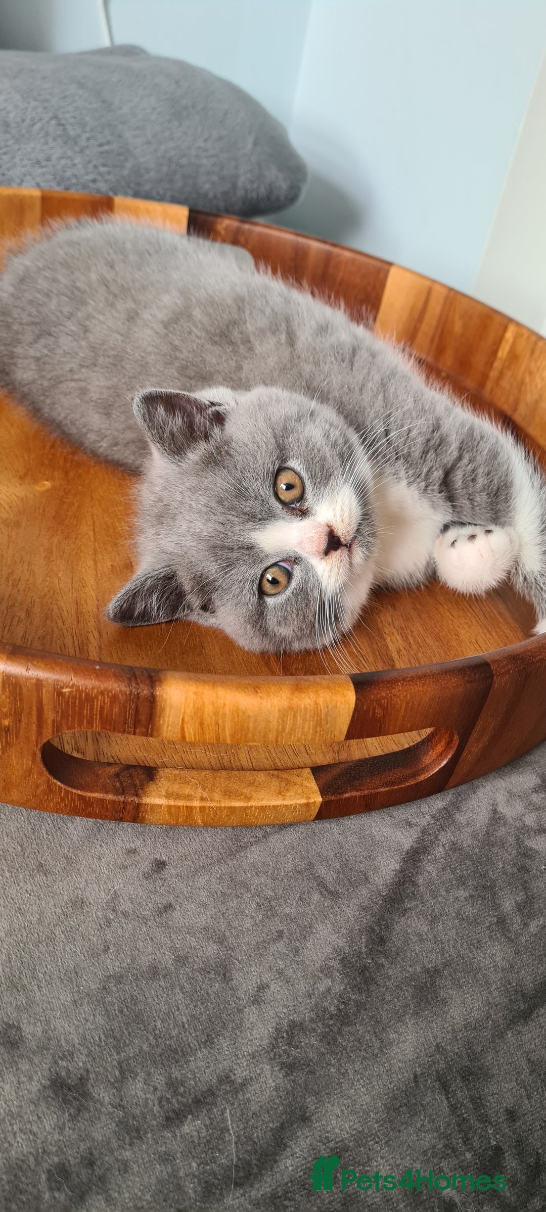 British Shorthair cats for sale: 4 PEDIGREE kittens READY TO GO! 2 LEFT - Image 35