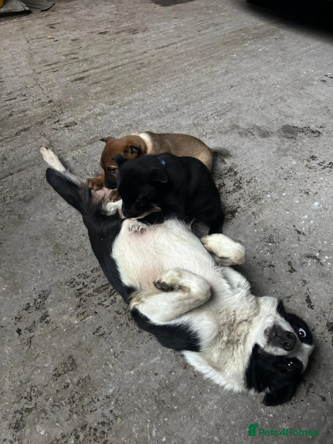 Mixed Breed dogs for sale: READY NOW Border Collie x Belgian Malinois Pups - Advert 10