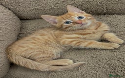 Mixed Breed cats for sale: GORGEOUS X SIBERIAN KITTENS  - Image 6