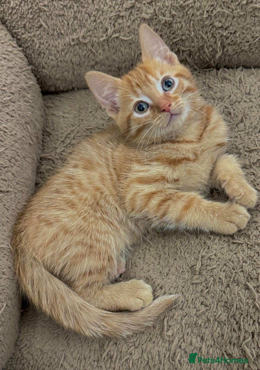 Mixed Breed cats for sale: GORGEOUS X SIBERIAN KITTENS  - Image 6