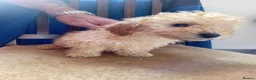 Toy Poodle dogs for sale: Beautiful toy poodle puppies in Sidcup - Advert 7