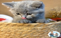 British Shorthair cats for sale: 3 British short hair / long hair kittens  - Image 37