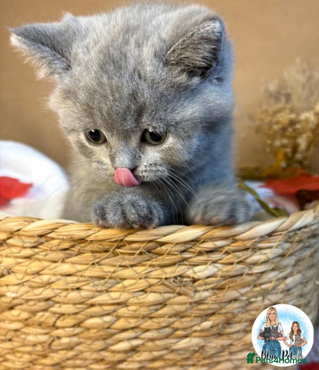 British Shorthair cats for sale: 3 British short hair / long hair kittens  - Image 37