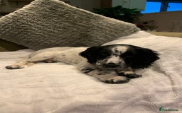 Sprocker dogs for sale: 9 month old sprocker girl  - Image 1