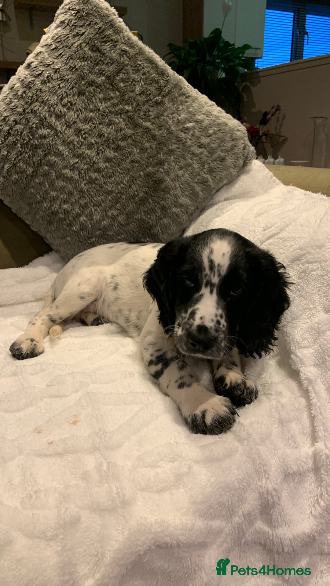 Sprocker dogs for sale: 9 month old sprocker girl  - Image 1