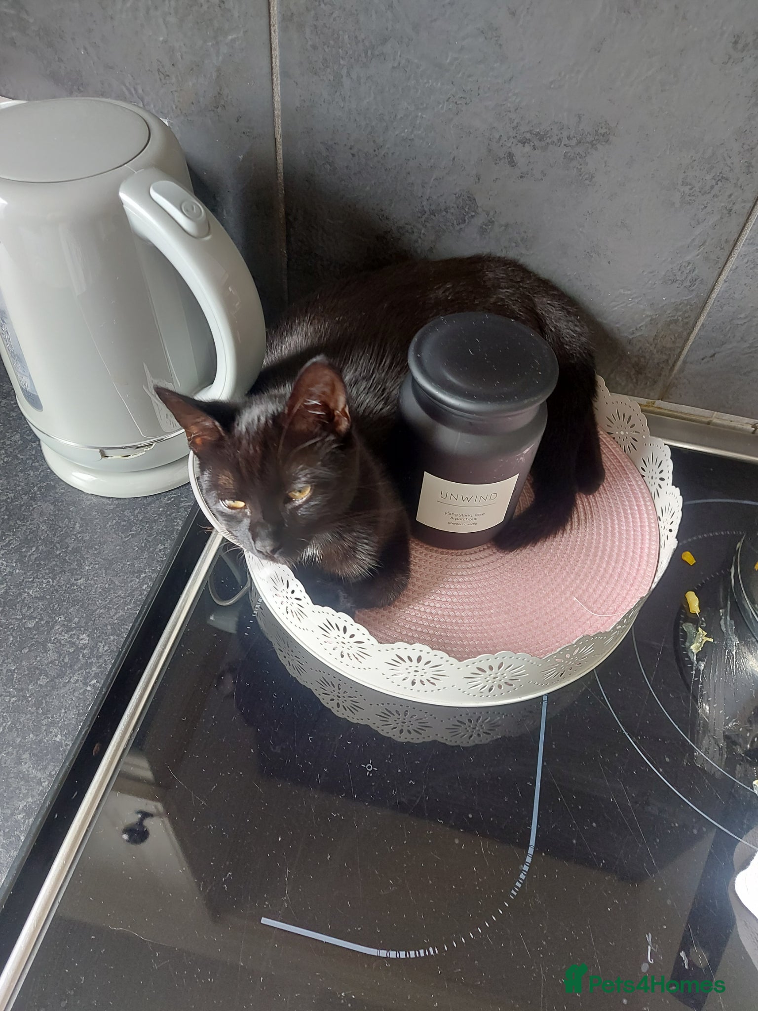 Mixed Breed cats 4 kittens (free) and ready for there new home - Advert 1