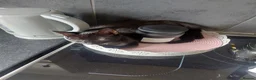 Mixed Breed cats for sale: 4 kittens (free) and ready for there new home - Advert 1
