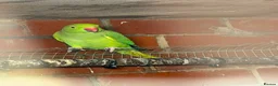 Mixed Breed birds for sale: Birds for sale *read description*  - Advert 5