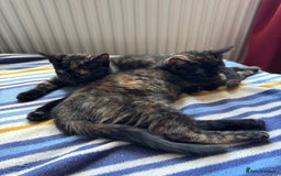 Mixed Breed cats for sale: 3 beautiful kittens for sale  - Image 2