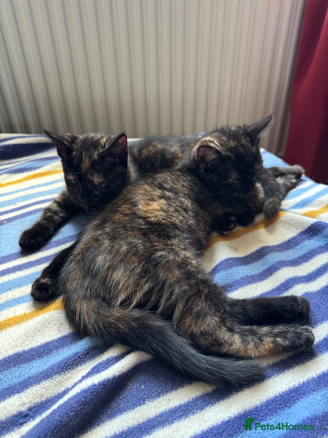 Mixed Breed cats for sale: 3 beautiful kittens for sale  - Image 2