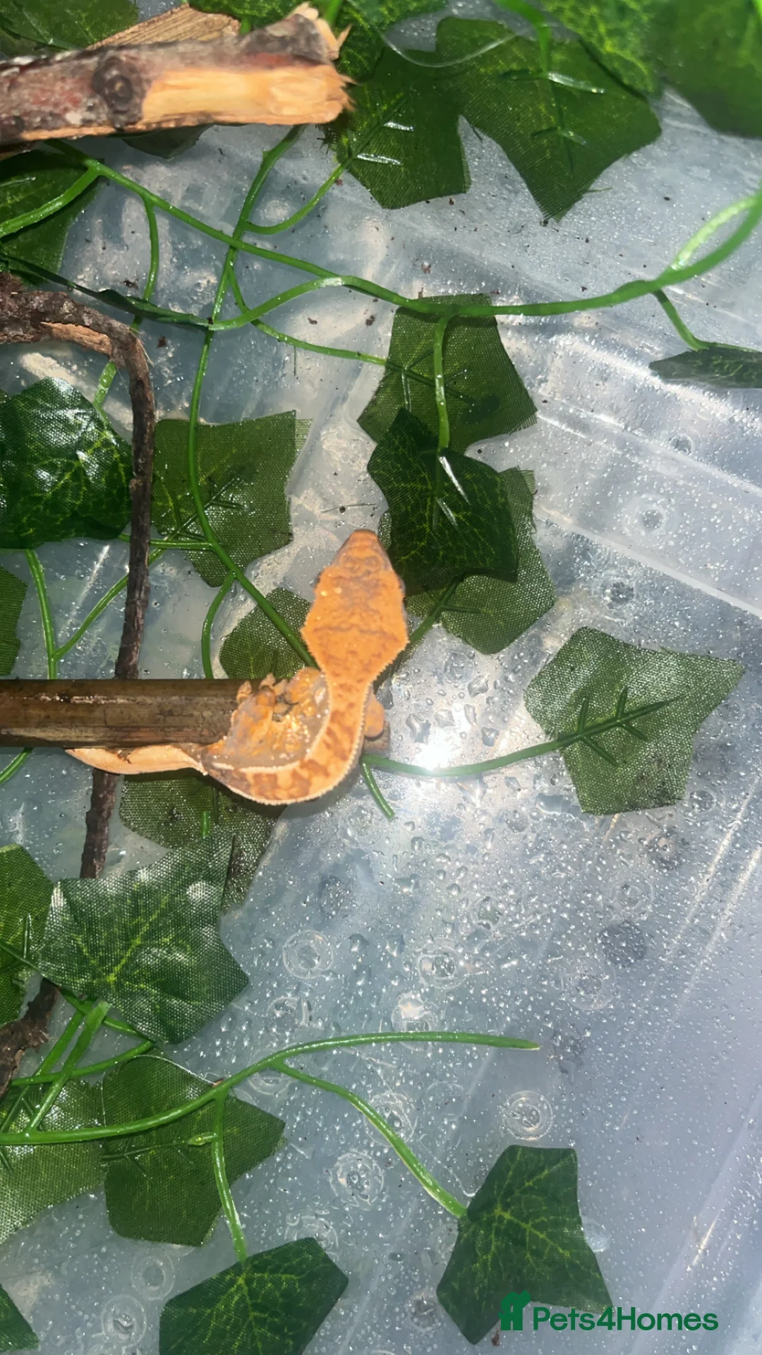 Gecko reptiles for sale: Crested gecko - Advert 2