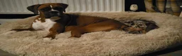 Boxer dogs for sale: Beautiful bob tail boxer  - Advert 2
