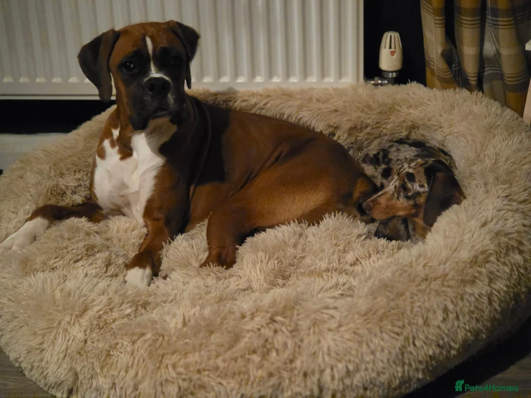 Boxer dogs for sale: Beautiful bob tail boxer  - Advert 2