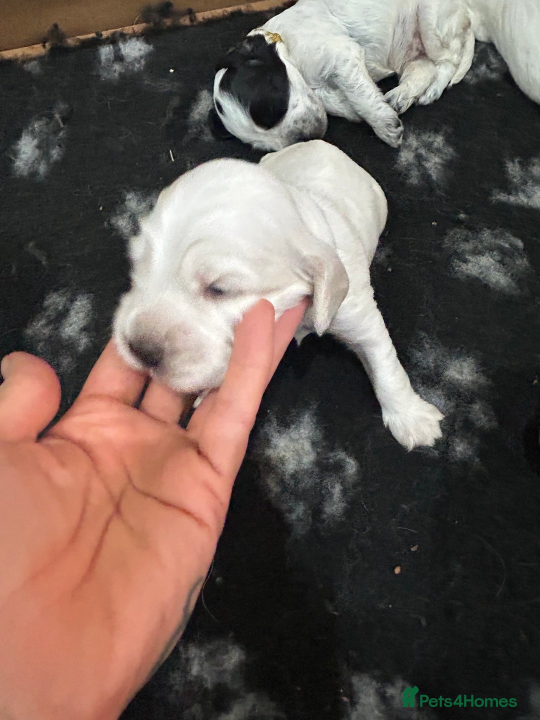 Cocker Spaniel dogs for sale: Cocker Spaniel Pups – From Champion Bloodlines - Image 8