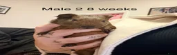 Guinea Pig rodents for sale: Agouti baby guinea pigs 5 males 1 female  - Advert 9