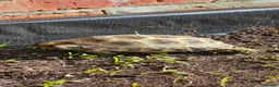 Tortoise reptiles for sale: Horsefield tortoise  in Blyth - Advert 3