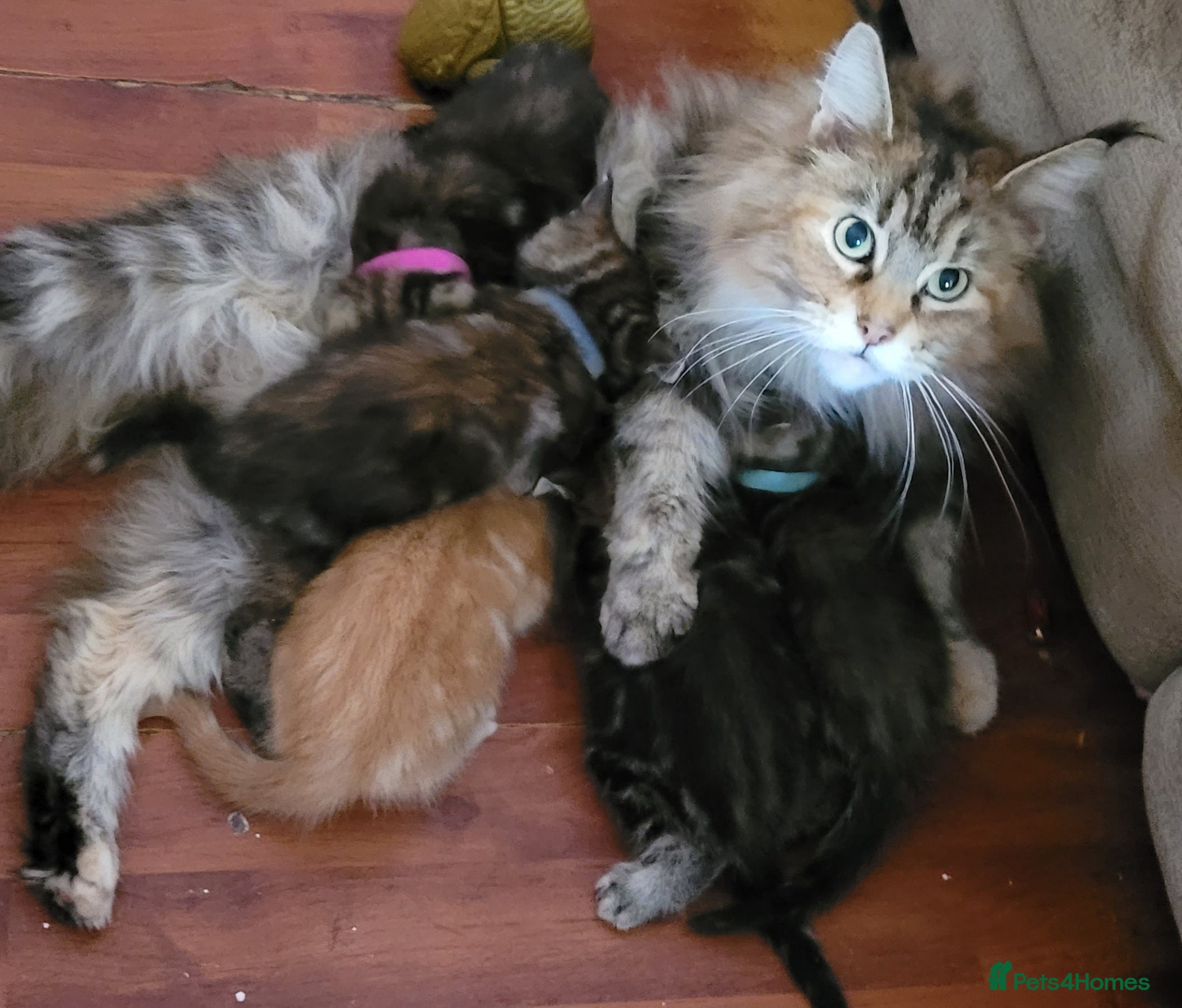 Maine Coon cats 5 georgous fluffy maincoon kittens for sale - Advert 3