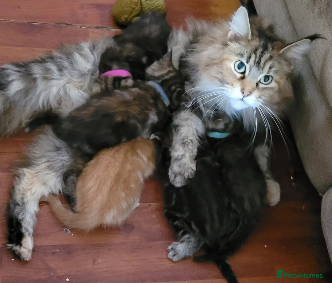 Maine Coon cats for sale: 5 georgous fluffy maincoon kittens for sale - Advert 1