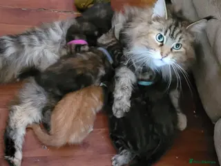 Maine Coon cats 5 georgous fluffy maincoon kittens for sale - Advert 3