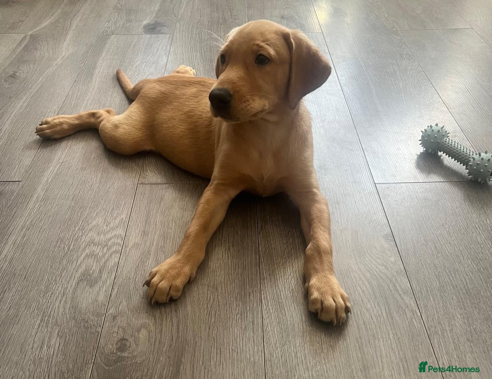 Labrador Retriever dogs 1 Girl! Adorable KC Labrador Puppies - Advert 1