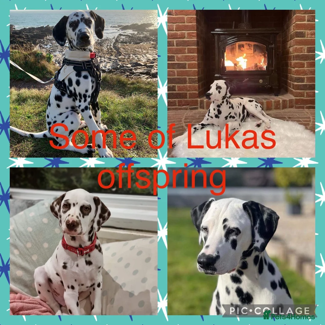 Dalmatian dogs for stud: Kc Reg Proven stud Dalmatian  in Ormskirk - Advert 18