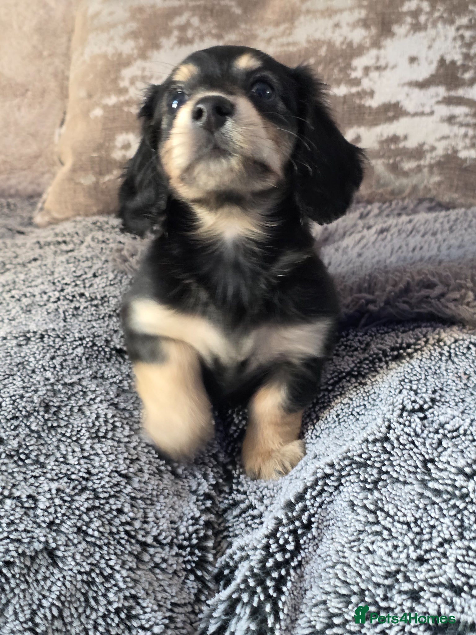 Miniature Dachshund dogs Cream Miniature long-haired  - Advert 8