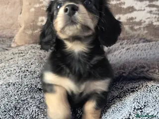 Miniature Dachshund dogs Cream Miniature long-haired - Advert 8
