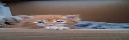 Maine Coon cats for sale: BEAUTIFUL LITTLE GINGER BOY in Thetford - Advert 3