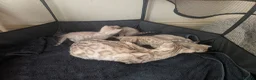 Bengal cats for sale: Stunning Snow Bengal kittens  - Advert 4