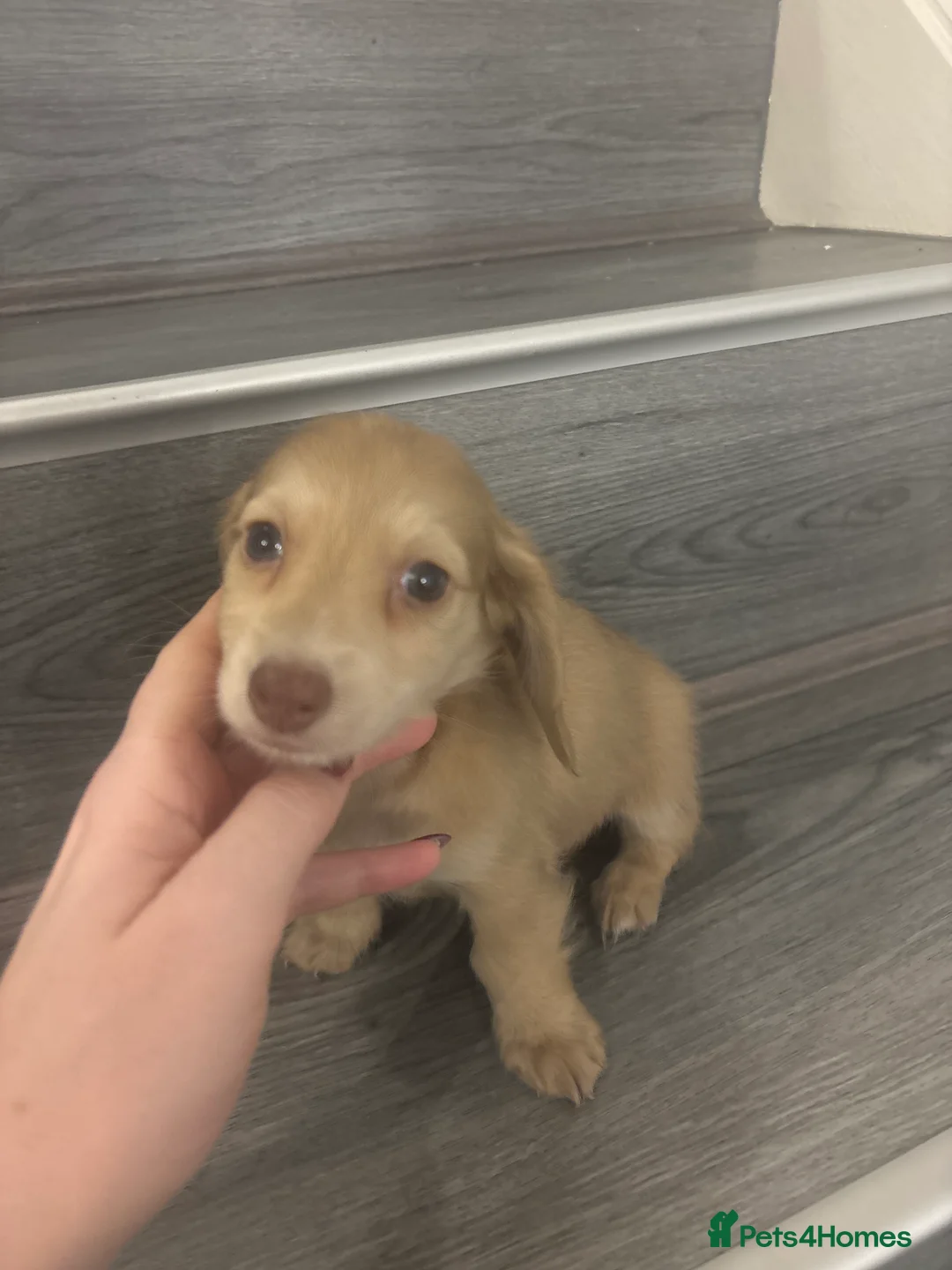 Miniature Dachshund dogs for sale: Long haired cream Puppies  - Advert 12