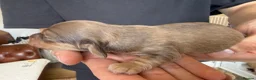 Miniature Dachshund dogs for sale: Stunning long hair  KC,PRA & BVA eye clear parents - Advert 20
