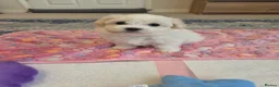 Bichon Frise dogs for sale: Cute little puppies  - Advert 23