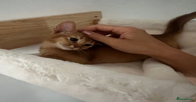 Abyssinian cats - Advert 5