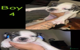 Mixed Breed dogs for sale: Bulldog cross staff - Image 7