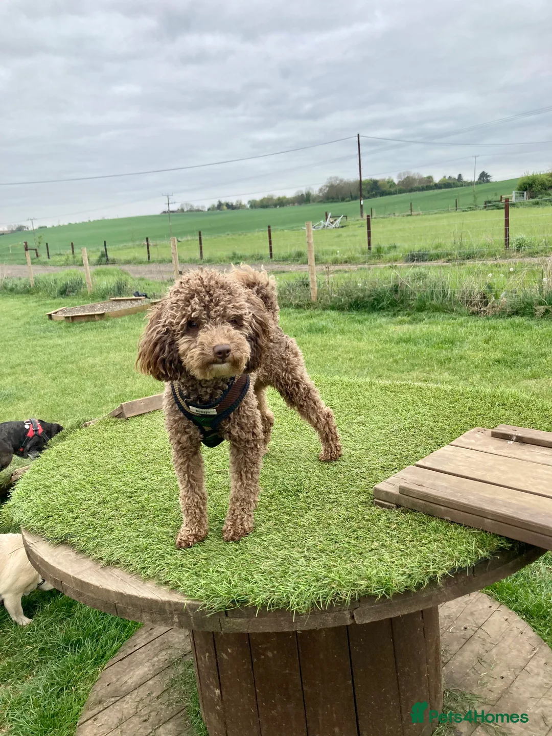 Toy Poodle dogs for stud: Health tested KC chocolate toy poodle stud in Stevenage - Advert 2