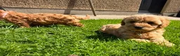 Cavapoo dogs for sale: Toy Cavapoo Puppies  - Advert 10