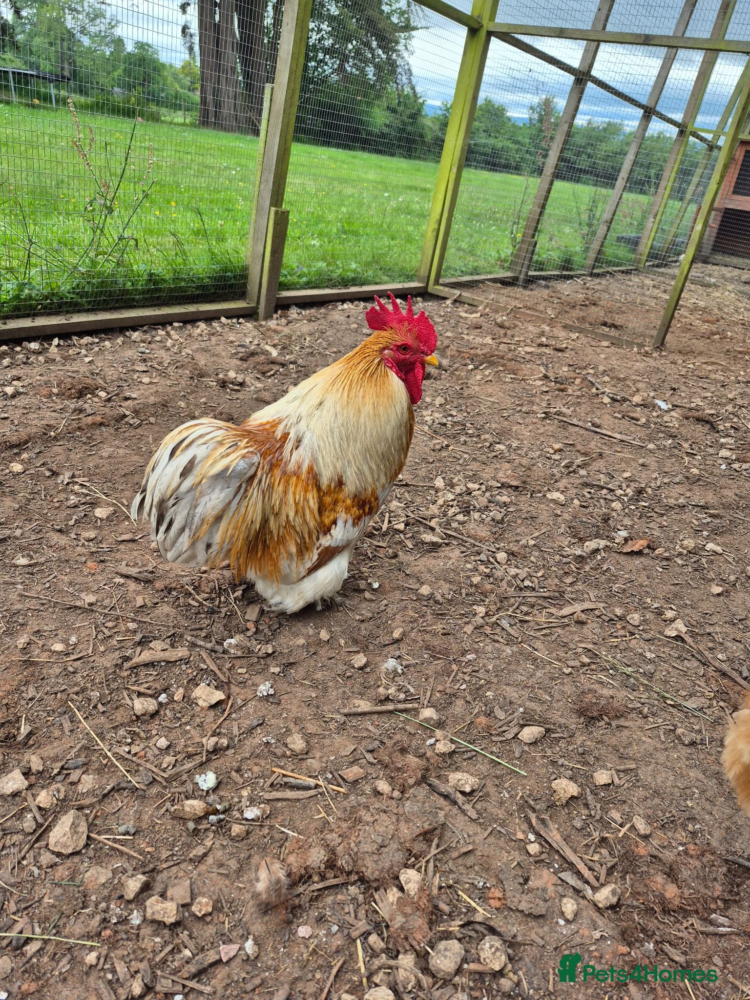 Chickens poultry Various young cockerels *FREE* - Advert 7