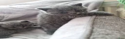 British Shorthair cats for sale: Full Paperwork BSH Kittens Ready 2 July 2026 - Advert 11